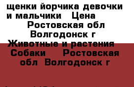 щенки йорчика.девочки и мальчики › Цена ­ 10 000 - Ростовская обл., Волгодонск г. Животные и растения » Собаки   . Ростовская обл.,Волгодонск г.